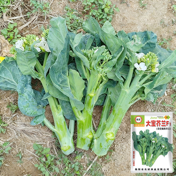 DaBao Chinese Kale Seeds, 10g