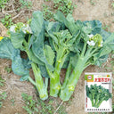 DaBao Chinese Kale Seeds, 10g