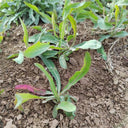 Jiliqingfeng Wild Qumai Chicory Seeds, 2g