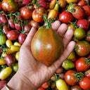 30 Marsha's Starfighter Heart Tomato, 5 Seeds