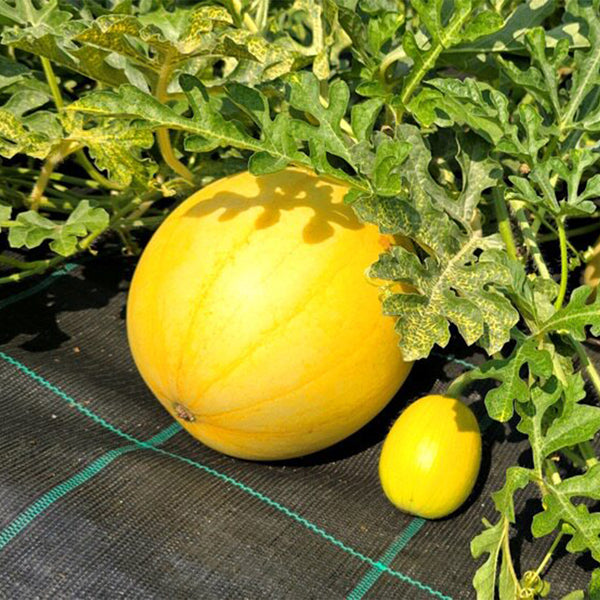 Lemon Candy Watermelon, 5~10 Seeds