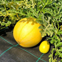 Lemon Candy Watermelon, 5~10 Seeds
