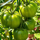 Classic Beefsteak Tomato,  10 Seeds