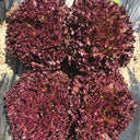 'Jinghong-1' Loose-leaf Lettuce Seeds, 1g