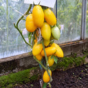 229 Zolotaya Rybka Tomato, 5 Seeds