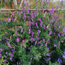 Long-haired Vetch, 500 Seeds
