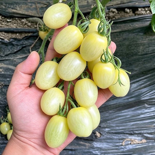 White Jade Cherry Tomato, 100 Seeds