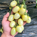 White Jade Cherry Tomato, 100 Seeds