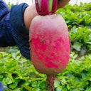 Purple Pineapple-shaped Radish Seeds, 100 Seeds