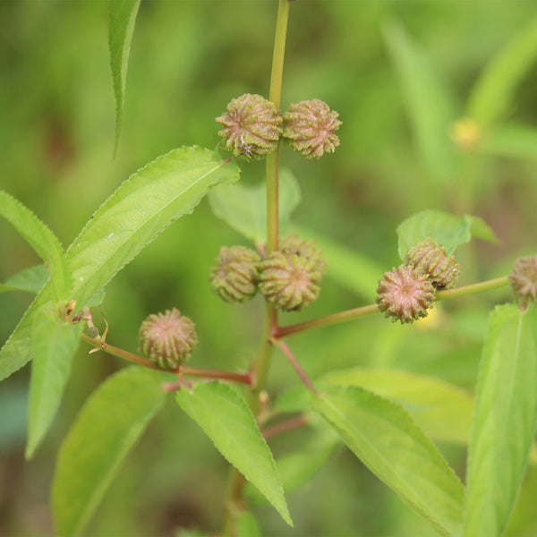 Jute (Corchorus capsularis L.), 100 Seeds