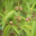 Jute (Corchorus capsularis L.), 100 Seeds