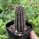 Setiechinopsis mirabilis, 4-5cm