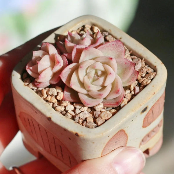 Echeveria 'Beninoturu', 2pcs x 1-head