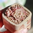 Echeveria 'Beninoturu', 2pcs x 1-head