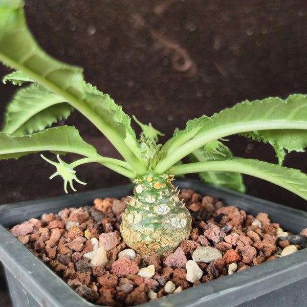 W955 Dorstenia crispa, 5 Seeds