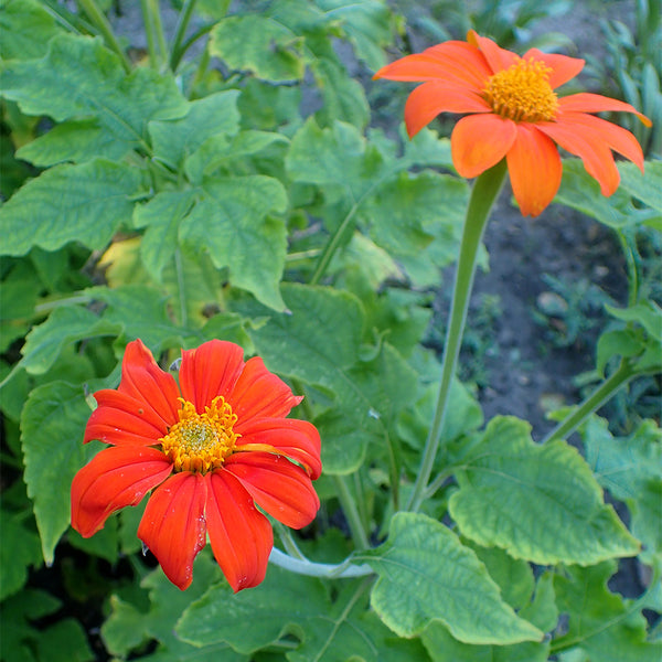 Mexican Sunflower, 200 Seeds