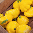 Yellow Patty Pan Squash, 50 Seeds