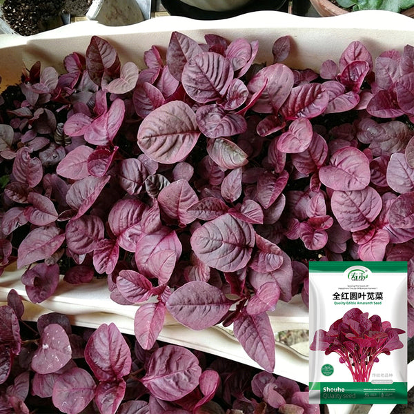Red Round Leaf Amaranth Seeds, 20g