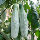 Jinyun Crisp-Sweet Melon Seeds, 10g