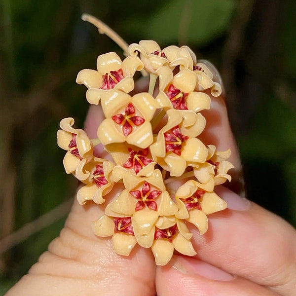 Hoya cutis-Porcelana, 3 Cuttings
