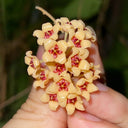 Hoya cutis-Porcelana, 3 Cuttings