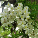 Black Locust Seeds, 10g