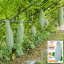Golden Chestnut Noble Pumpkin, 10 Seeds