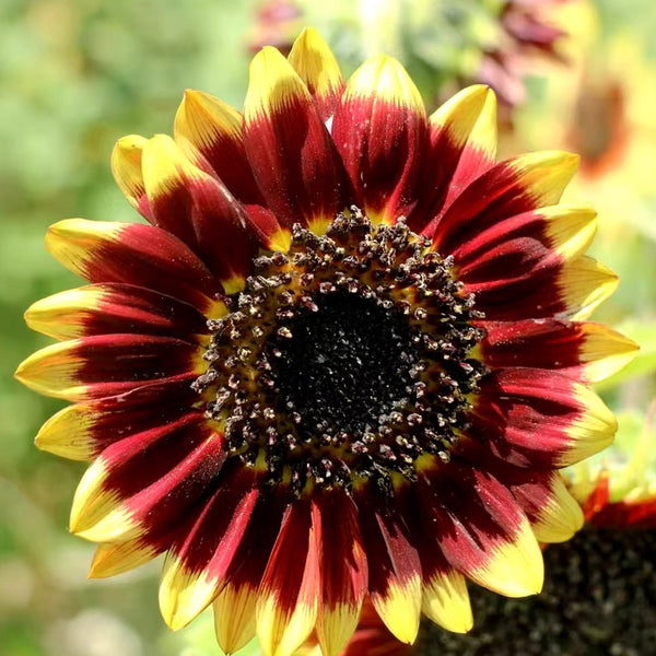 'Sunset Glow' Ornamental Sunflower Seeds, 2g