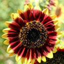 'Sunset Glow' Ornamental Sunflower Seeds, 2g