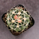 Echinocactus texensis, 3cm