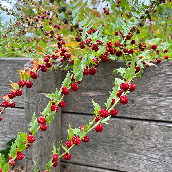 Strawberry Spinach, 200 Seeds