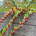 Strawberry Spinach, 200 Seeds
