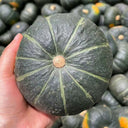 'Li Mei No. 1' Baby Pumpkin Seeds, 500 Seeds