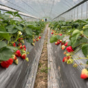 Four Seasons Cream Strawberry, 200 Seeds