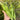 Jiemei Red Leaf Lettuce, 2000 Seeds