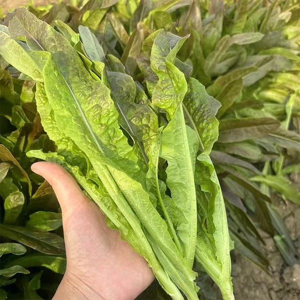 Jiemei Red Leaf Lettuce, 2000 Seeds