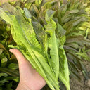 Jiemei Red Leaf Lettuce, 2000 Seeds