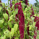 Red Love-Lies-Bleeding, 1000 Seeds