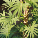 Red Maple Leaf Cypress Vine, 5 Seeds
