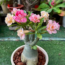 Desert Rose Mixed Colors, 20 Seeds