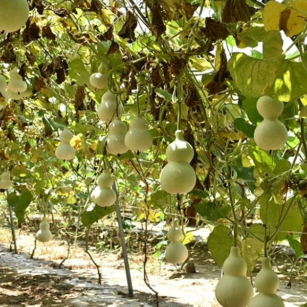 Large Wine Gourd, 10 Seeds