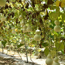 Large Wine Gourd, 10 Seeds