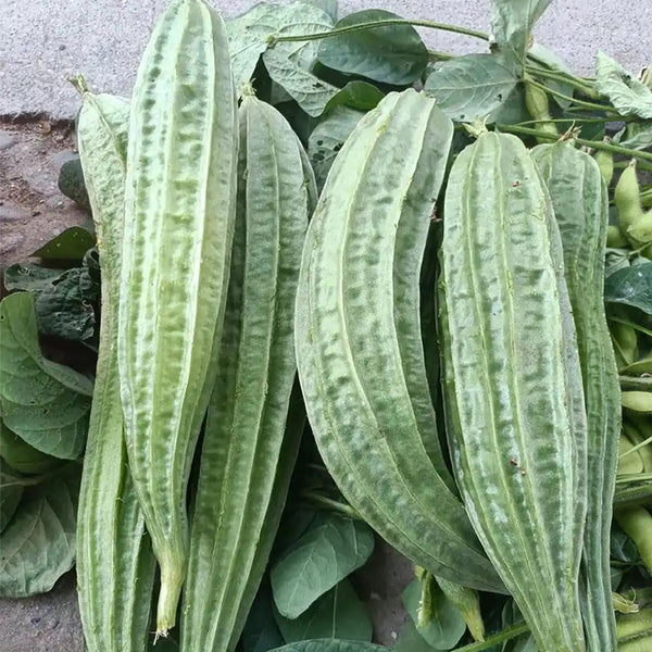 Traditional Angled Luffa Seeds, 5g