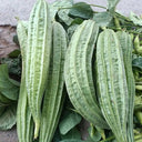 Traditional Angled Luffa Seeds, 5g