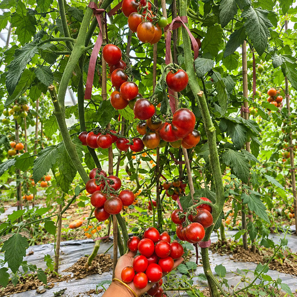 326 Blueberry Blues F1 Tomato, 5 Seeds