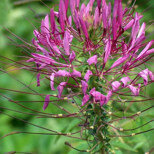 Purple Spider Flower Seeds, 200 Seeds