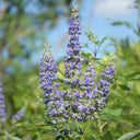 Chinese Chaste Tree Seeds, 100 Seeds