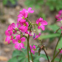 Oxalis lasiandra, 10 Bulbs