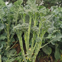 Qinghuatai No.1 Broccolini Seeds, 1000 Seeds