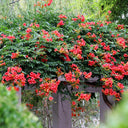 Chinese Trumpet Vine Seeds, 100 Seeds